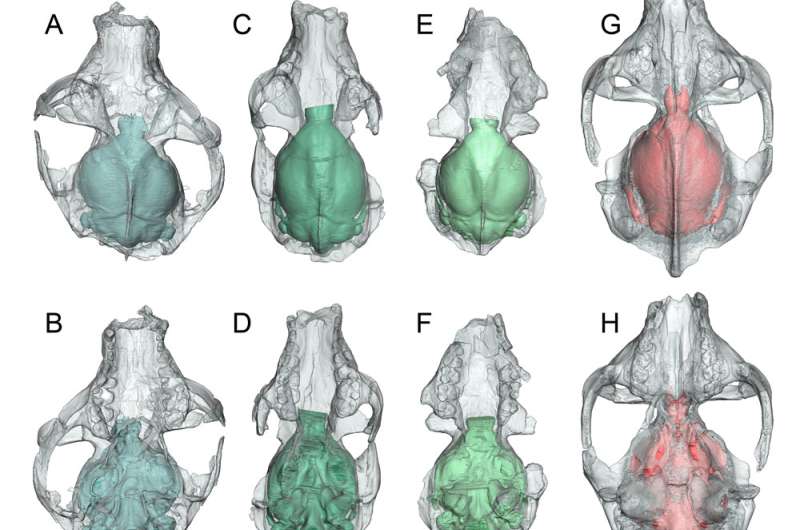 How did primate brains get so big?