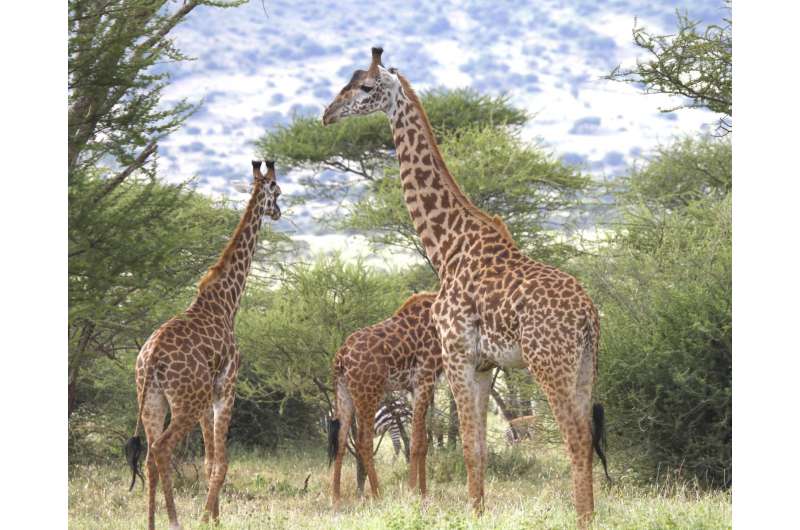 How did the giraffe get its long neck? Clues now revealed by new genome sequencing