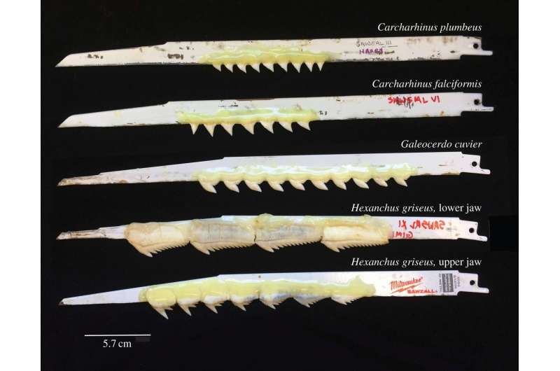 How do shark teeth bite? Reciprocating saw, glue provide answers