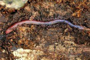 How earthworms harm ecosystems