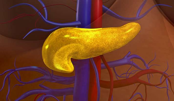 How gut microbes may trigger type 1 diabetes