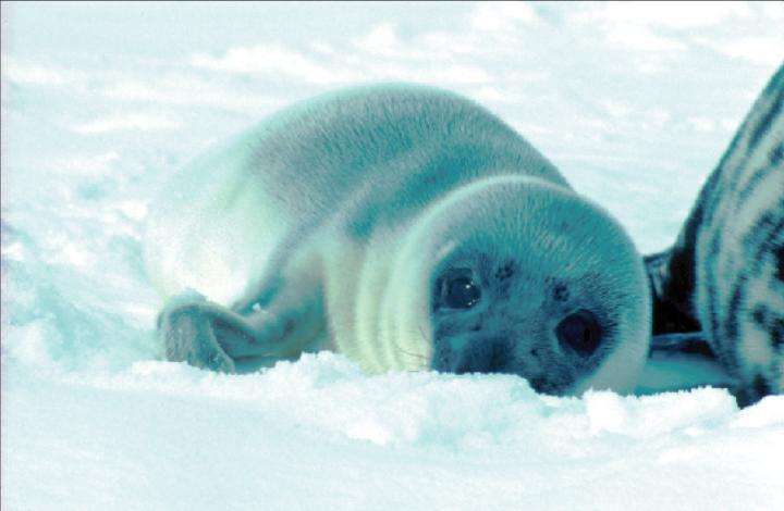 How hooded seals are transferring contaminants to their pups