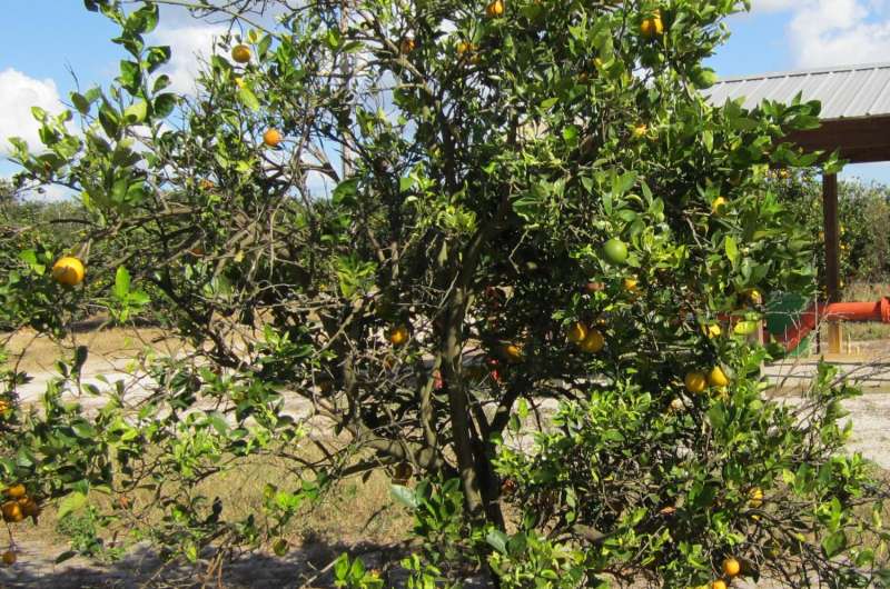 How huanglongbing affects oranges' detachment force, fruit properties