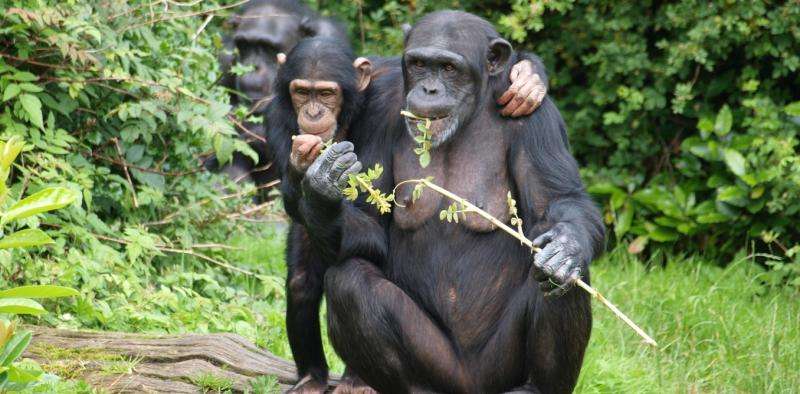 How other primates self-medicate – and what they could teach us