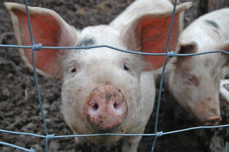 How pigs are helping researchers tackle antibiotic resistance