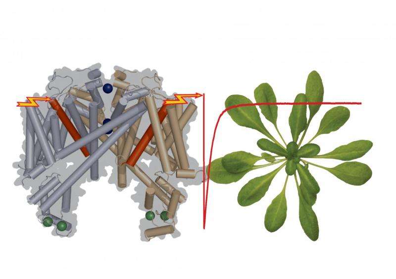 How plants sense electric fields