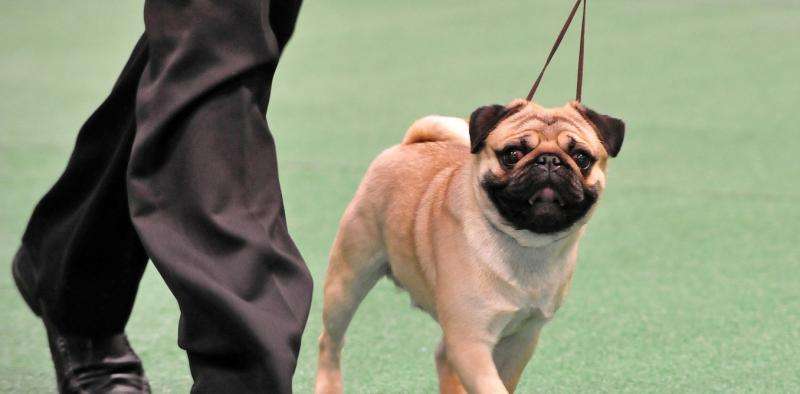 How serious is inbreeding in show dogs?