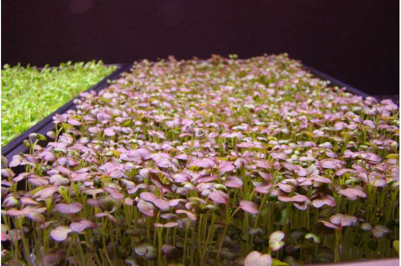 How sole-source LEDs impact growth of Brassica microgreens