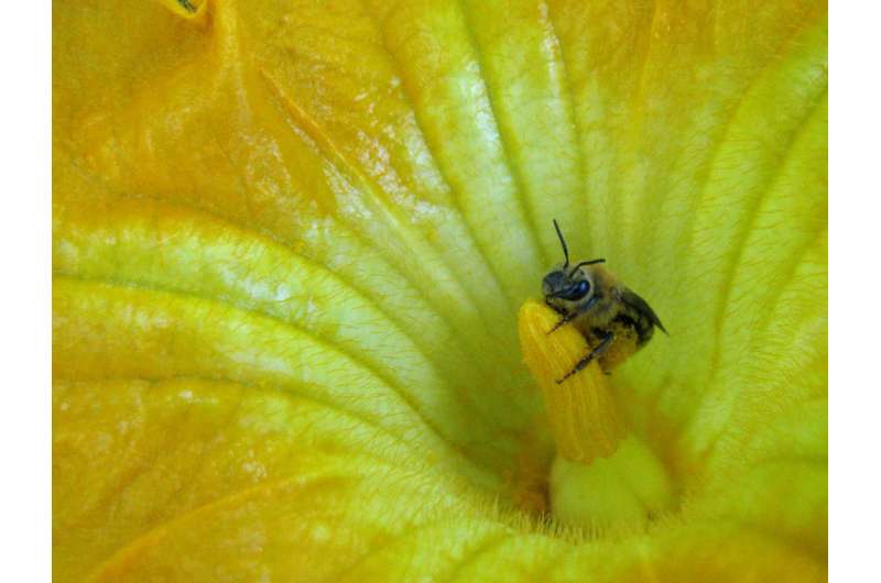 How squash agriculture spread bees in pre-Columbian North America