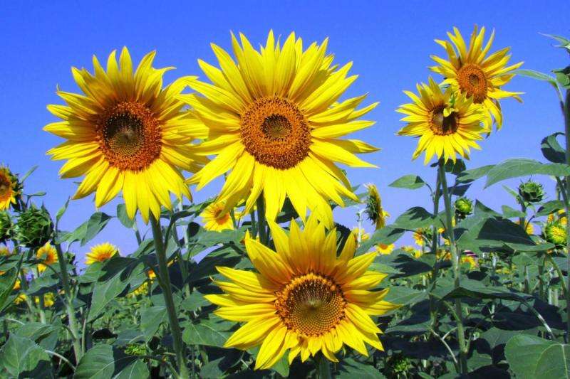 How sunflowers track the sun