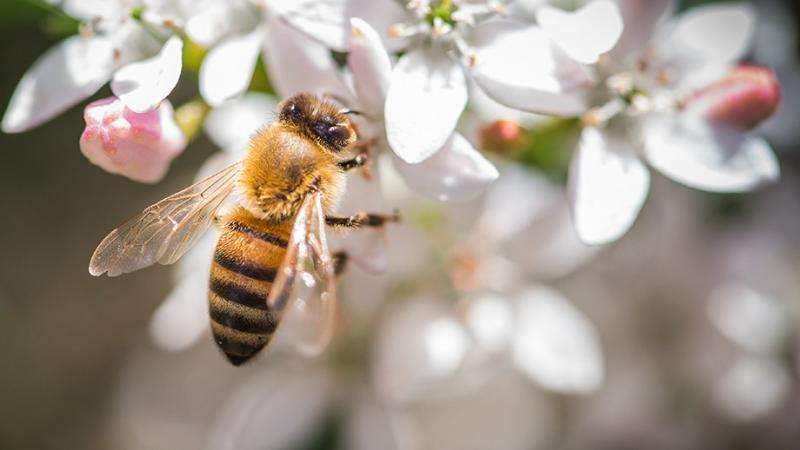 How the world can save bees and pollinating insects