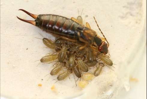 How to ensure more earwigs in the orchard