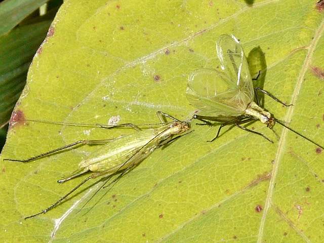How tree crickets tune into each other's songs