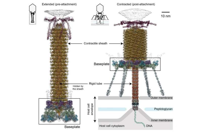 How viruses infect bacteria: A tale of a tail