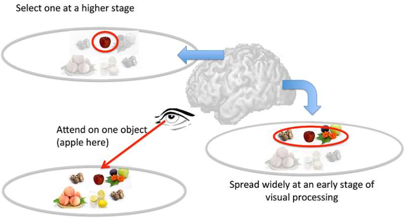 How visual attention selects important information