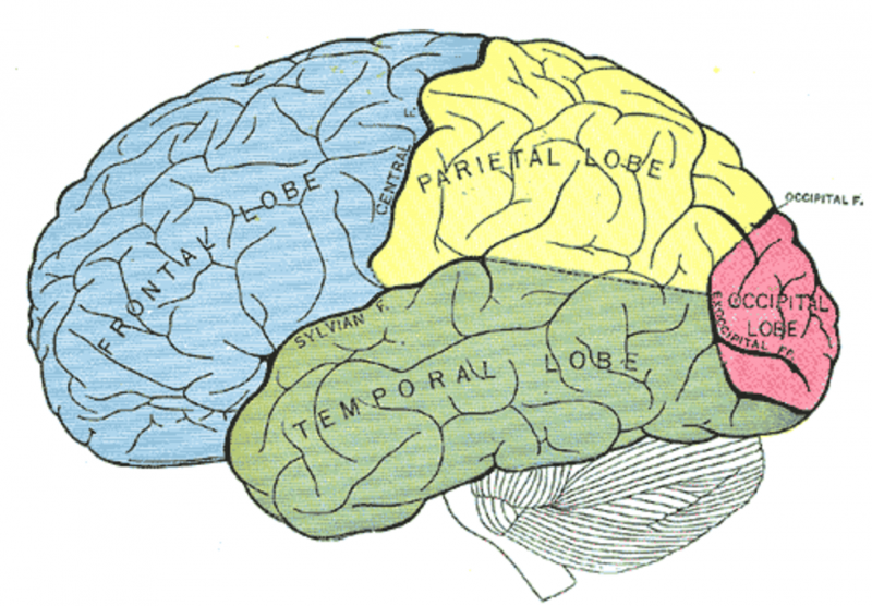 How your brain retrieves a memory when you sense something familiar