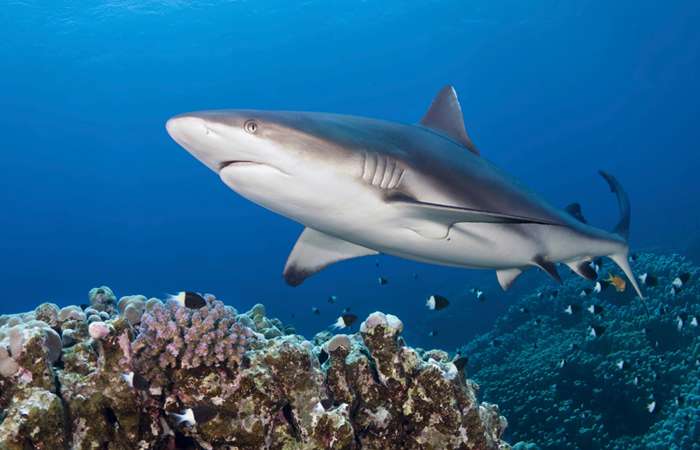 Humans are greater threat to sharks, not the other way around