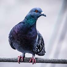 Humans could learn something from pigeons to improve their efficiency