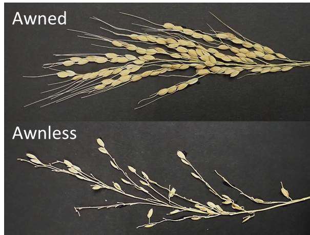 Human selection pressure on novel peptide aided domestication of asian rice