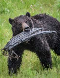 Human settlement and abundant fruit create ecological trap for grizzlies