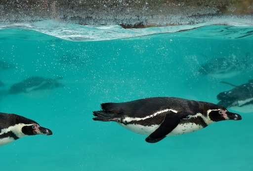 Humboldt penguins pictured during the annual animal stocktake at London Zoo on January 4, 2016