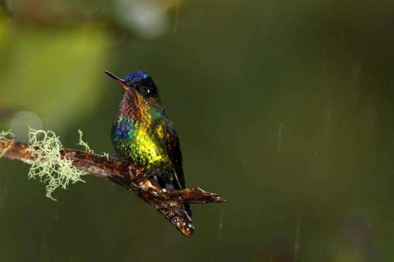 Hummingbirds provide insight into food specialization across the Americas