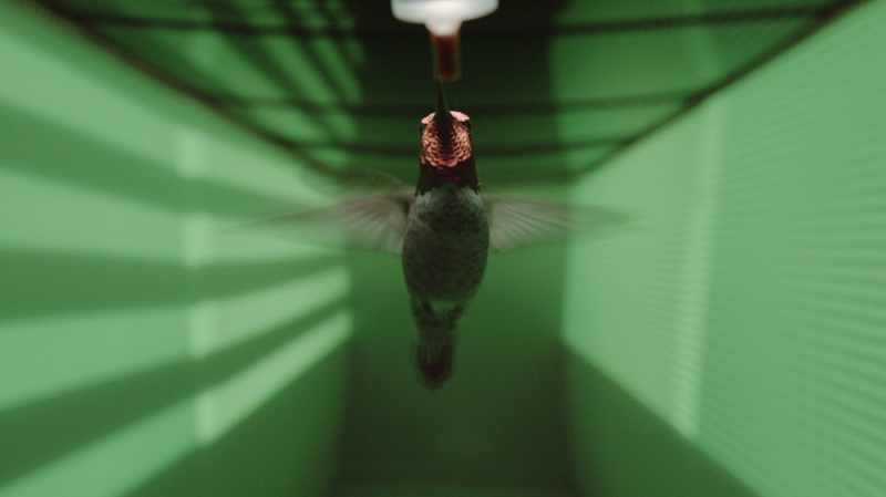 Hummingbird vision wired to avoid high-speed collisions