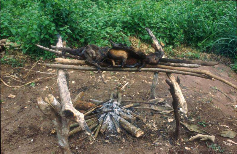 Hunting pressure on forest animals in Africa is on the increase