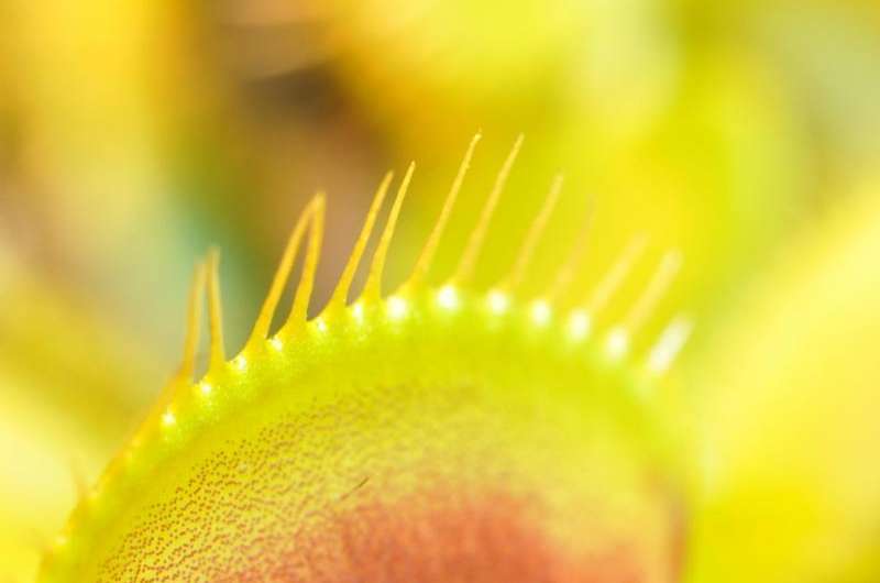 Hunting secrets of the Venus flytrap (hint: they can count)
