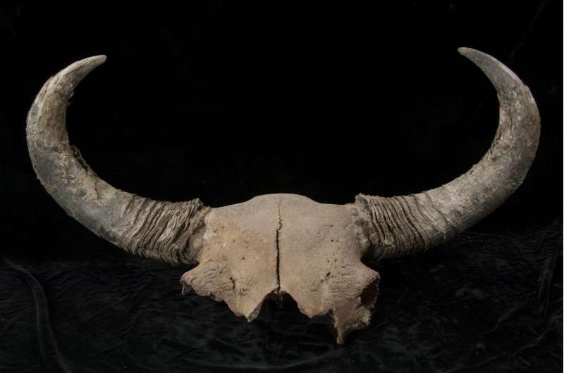 Ice age bison fossils shed light on early human migrations in North America