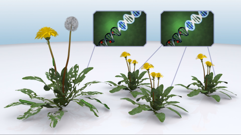 Identifying plant and animal DNA switches much faster and cheaper