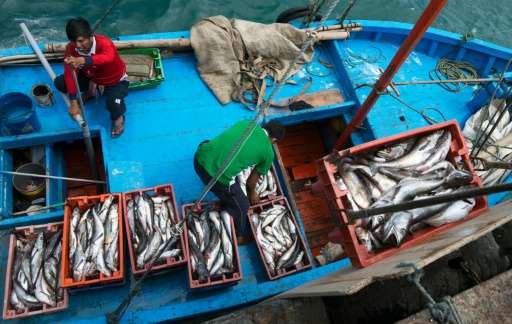 If the biggest fish vanish, their loss will have serious consequences for other ocean ecosystems
