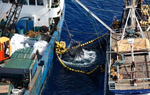Illegal tuna fishing in the Pacific has reached a &quot;staggering&quot; value of up to 740 USD million a year