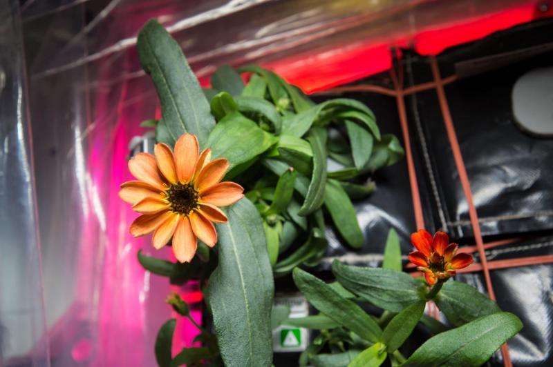 Image: First flower grown in space station's veggie facility