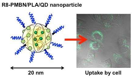 Imaging cellular interiors using polymeric nanoparticles