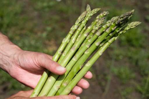 In Alsace, eastern France, amateur gardener Rene Wolfhugel was able to harvest enough asparagus for his Christmas Eve dinner, fo