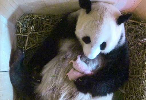 In a photo released by the Tiergarten Schonbrunn zoo, panda Yang Yang holds her newborn twins, born on August 7, 2016