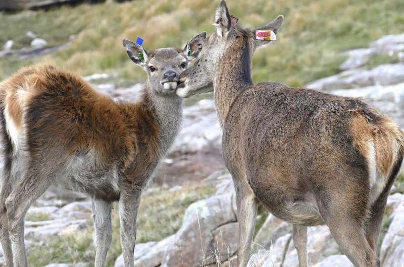 Inbreeding impacts on mothering ability, red deer study shows