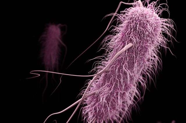 Increase in antibiotic-resistant bacteria hinders treatment of kidney infections