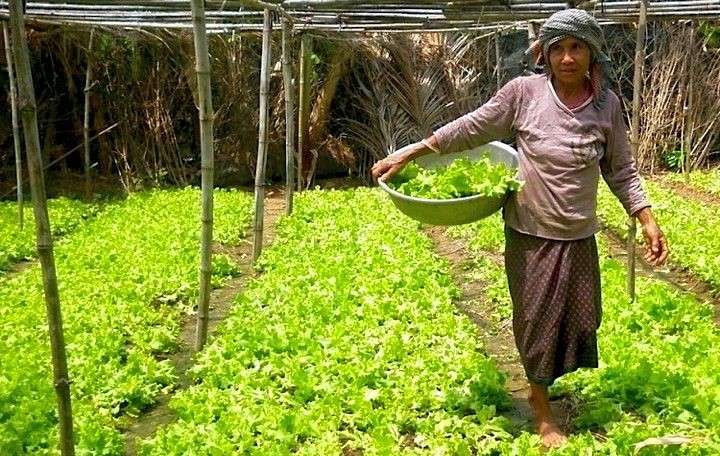 Increasing sustainable food production could empower Cambodian women