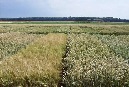 Independent variety trials show productivity of wheat varieties continues to increase