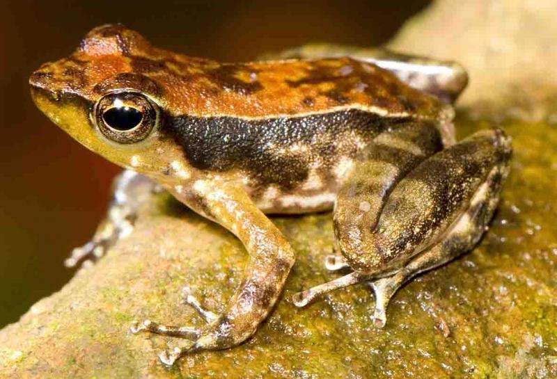 Indian dancing frog's secretive tadpoles unearthed from sand beds