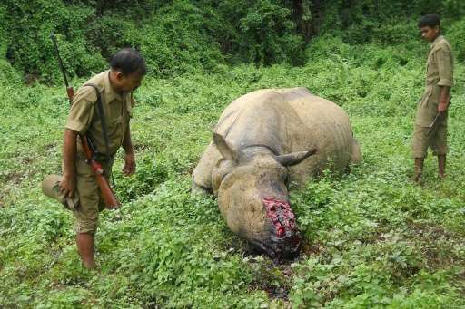 Indian forestry officials stand near the carcass of a rhinoceros that was killed and de-horned by poachers in the Kaziranga Nati