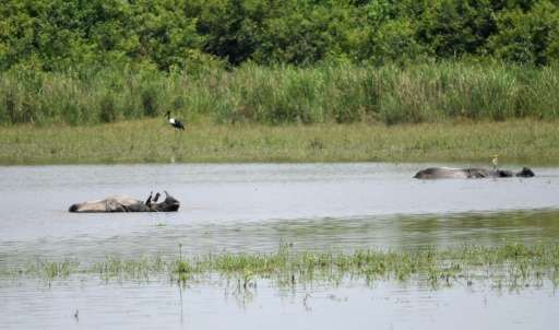 Indian one-horned rhinos lie in a pool in Kaziranga National Park