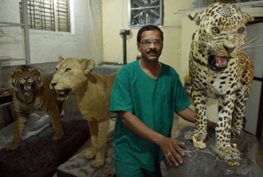 India's last practising taxidermist Santosh Gaikwad stands in the taxidermy centre at the Sanjay Gandhi National park in Mumbai