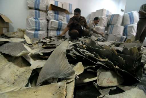 Indonesian customs and quarantine officials inspect shark fins seized at Jakarta airport, intended for shipment to Hong Kong