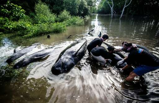 Indonesian environmental activists try to help a group of short-finned pilot whales that became stranded during a high tide in P