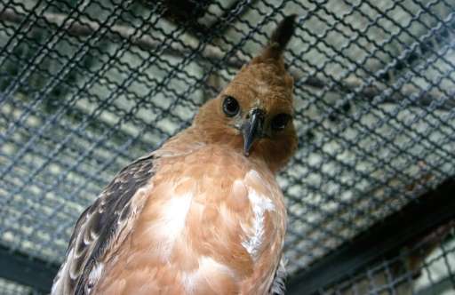 Indonesia's national bird, the Javan Hawk-eagle, is among 13 bird species at serious risk of extinction mainly due to the pet tr