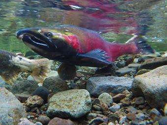 In hot water: Climate change is affecting North American fish