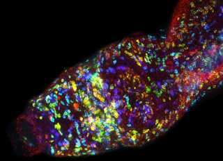 Injury triggers stem cell growth in the parasite that causes schistosomiasis